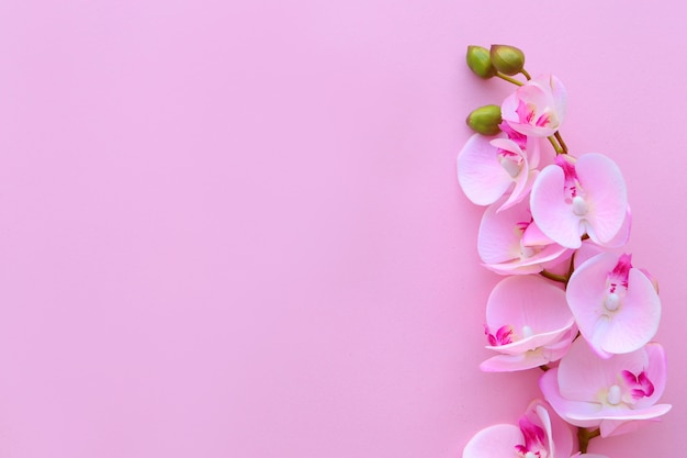 Pink wall with pink orchid