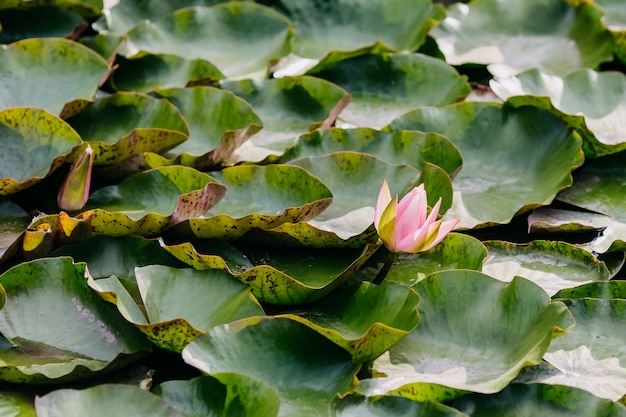 Pink water lilies in a pond in bloom