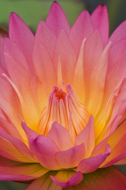 Pink Water Lily close up shot.