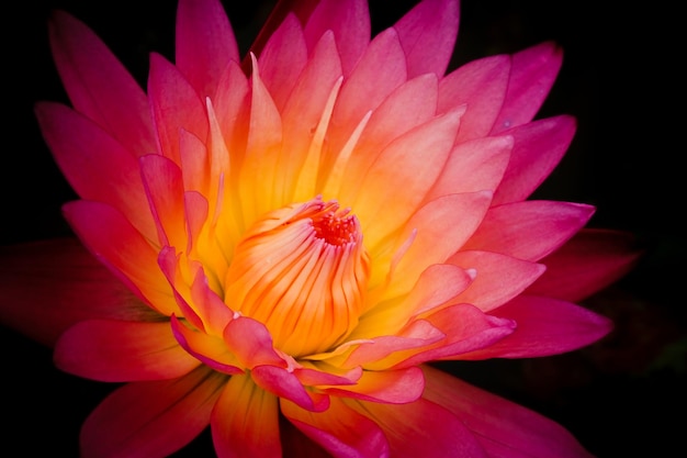 Pink Water Lily close up shot