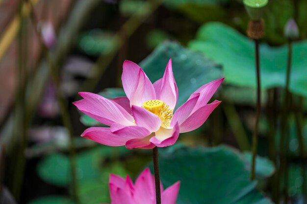 Pink water lily flower Lotus flower in Vietnam Closeup