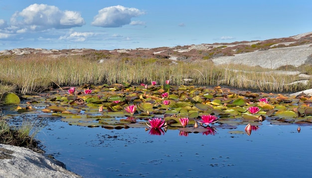 Pink water lily flowers blooming in a pond with sky reflection in rocky coast in Swedenx9