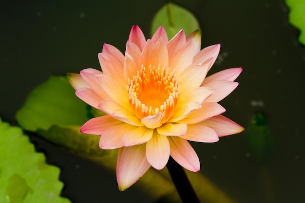 Pink Water Lily in pond.