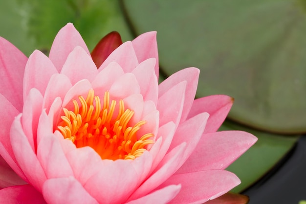 Pink Water Lily