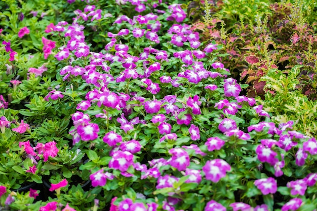 Pink Watercress flowers