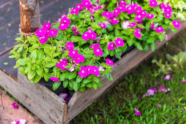 Pink Watercress flowers