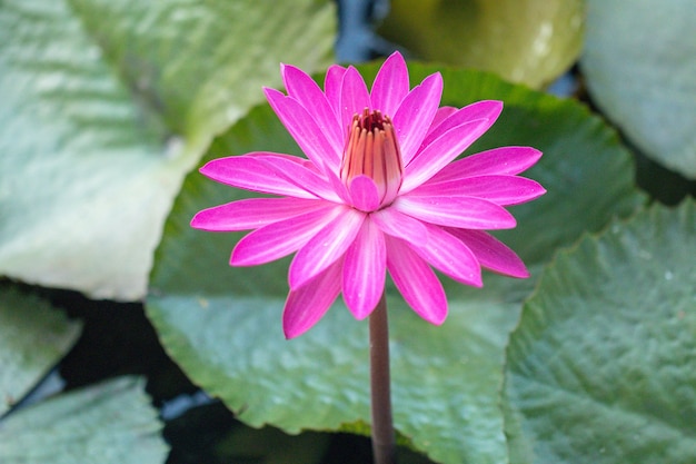 Pink Waterlily flower or Lotus flower in pond