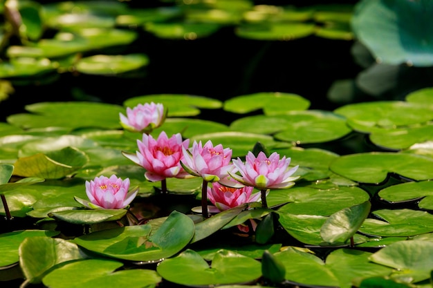 Pink waterlily with green leaves in pond