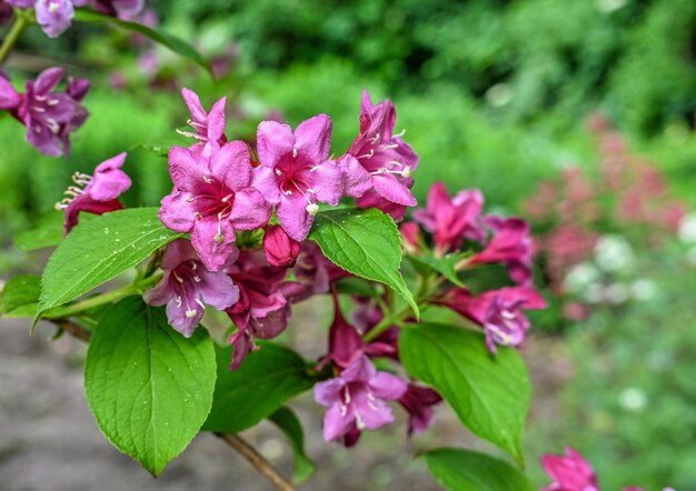 Photo pink weigela bush flowers