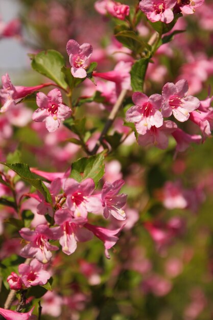 Pink weigela flowers on a branch in the garden Beautifully blossomed pink weigela flowers in the garden Closeup