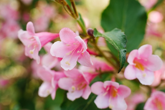 Pink weigela flowers close-up on a branch in the garden in summer. Selective focus.