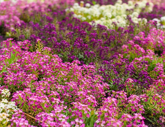 Pink and white Alyssum flowers on a flowerbed in the park