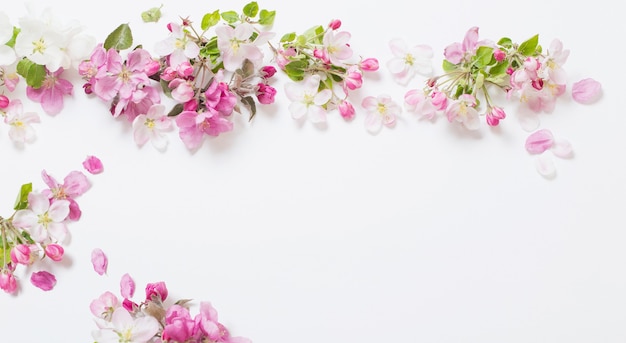 Pink and white apple flowers on white background