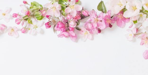 Pink and white apple flowers on white