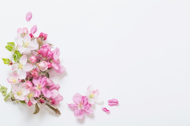 Pink and white apple flowers