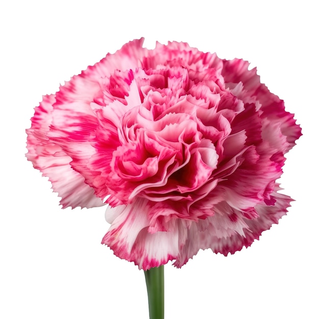 Pink and white carnation flower with a green stem