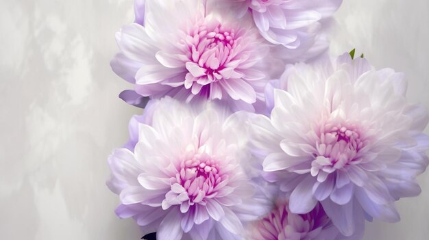 Pink and white chrysanthemum White purple chrysanthemums flowers on white background AI Generated