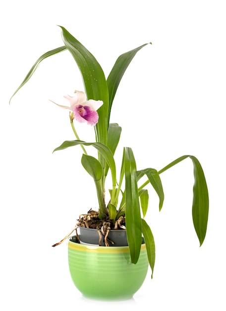 Pink and white Cochleanthes in front of white background