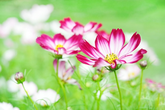 Pink and white cosmos flower blooming in the green garden. (Cosmos Bipinnatus)