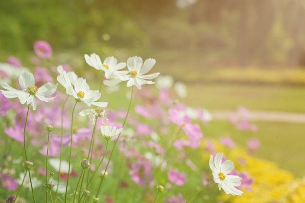 Pink and white cosmos in the garden. Filtered background