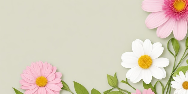 Pink and white daisies on gray background with copy space