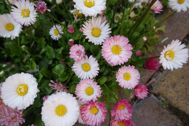 Pink white daisy flower blooming spring photo Pale colors marguerite daisy flower