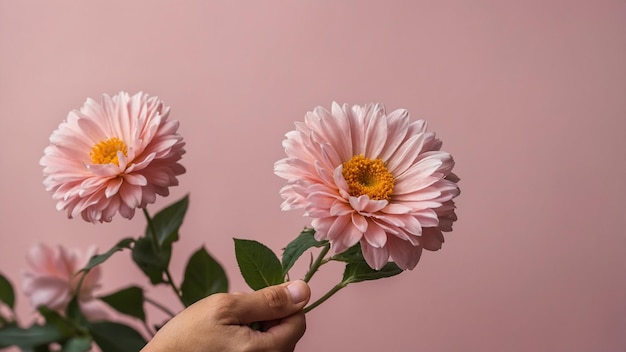 a pink and white flower with a yellow center