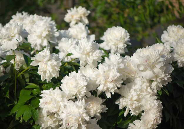 Pink and white flowers peonies flowering on background pink peonies.