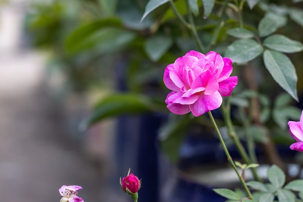 Pink and white multicolor bloomed rose with buds in the garden