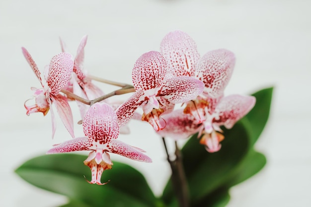 Pink white orchid in a pot with green leaves on a light background