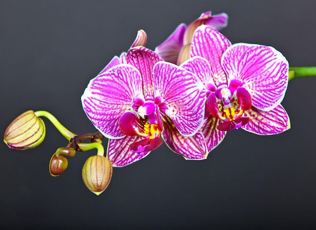 A pink and white orchid with yellow spots on the flowers.