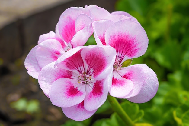 Pink and white pelargonium flower in summer garden.