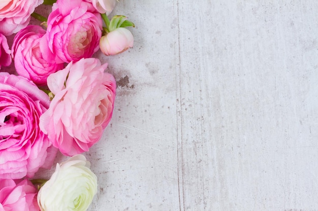 Pink and white ranunculus flowers on aged white wooden background