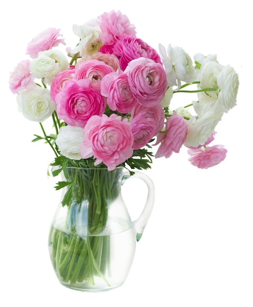 Pink and white ranunculus flowers isolated on white background