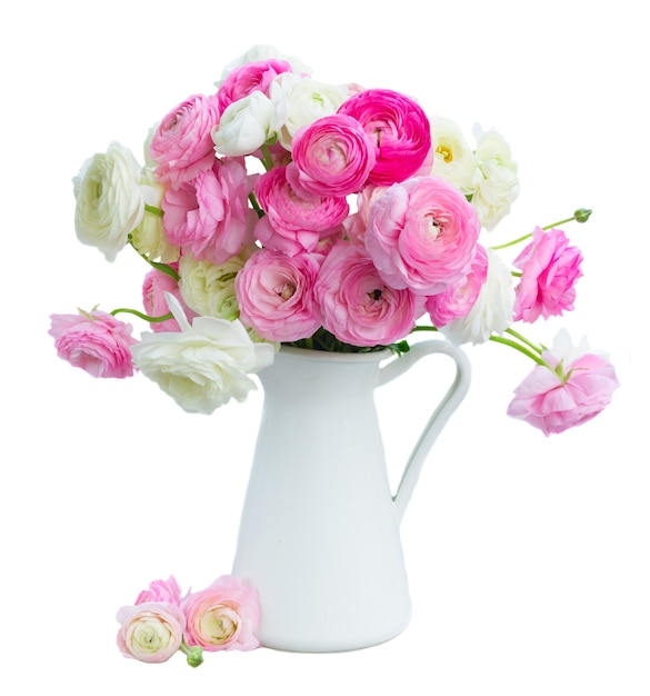 Pink and white ranunculus flowers in pot isolated on white background