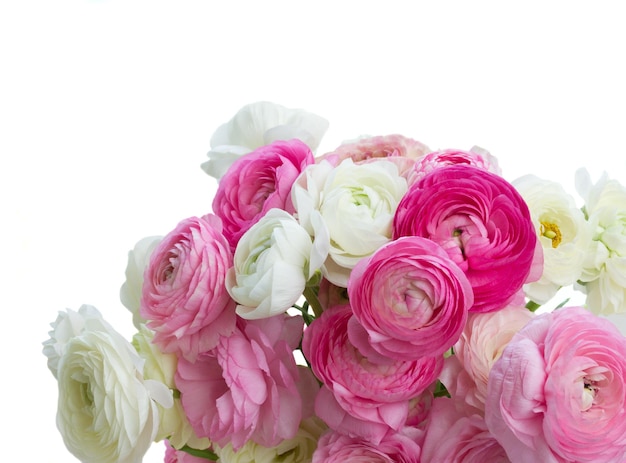 Pink and white ranunculus fresh blooming flowers in vase close up isolated on white background