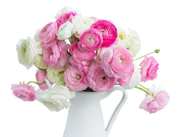 Pink and white ranunculus fresh flowers in vase isolated on white background