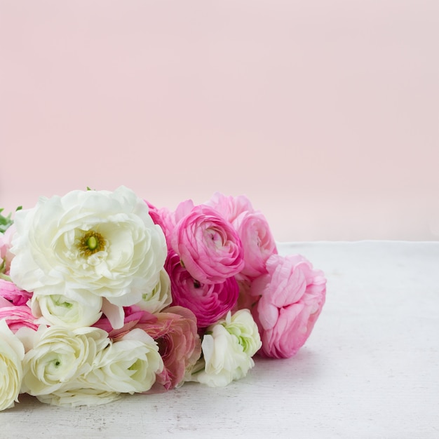 Pink and white ranunculus fresh flowers on white table with pink background