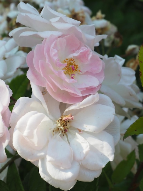 Photo a pink and white rose is in bloom.