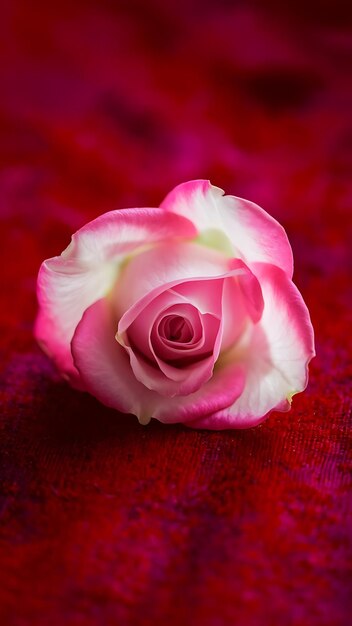 Photo pink and white rose petal on red background