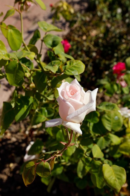 pink and white rose in sunlight, elegant shape and charming color.Beauriful flower in garden.