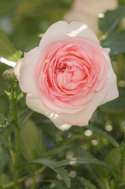 Pink and white roses Eden Rose Summer garden with english roses