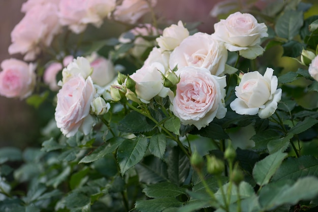 Pink and white roses Eden roze bloom in a tropical garden