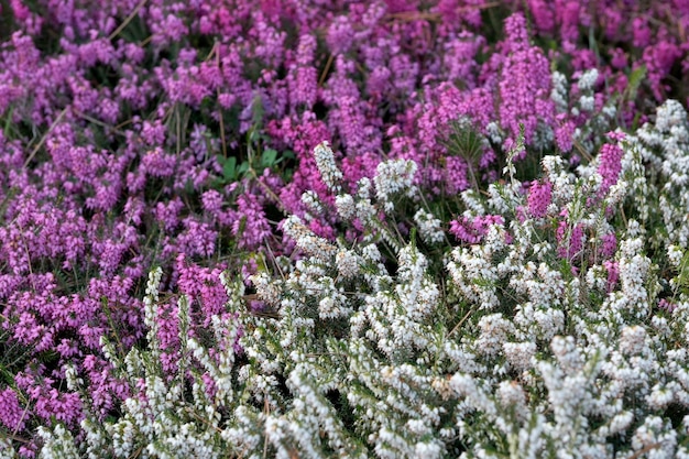 Pink and white small spring flowers bloom