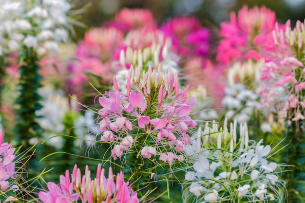 Pink And White Spider flower(Cleome hassleriana)