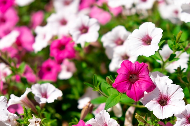 Pink and white surfinia or petunia flowers in bloom Colorful flowers gardening