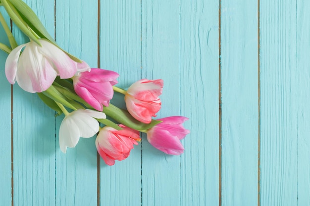 Pink and white tulips on blue wooden background