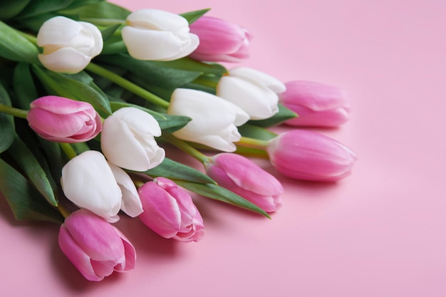 Pink and white tulips on pink background and copy space