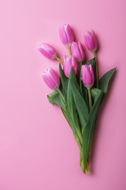 Pink and white tulips on pink background and copy space