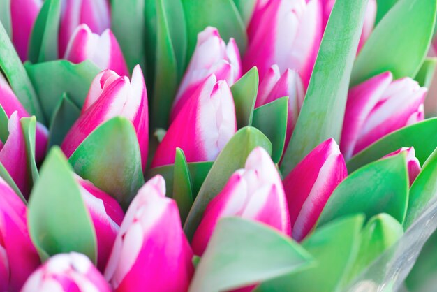 Pink and white tulips with green leaves- nature spring background. Soft focus and bokeh